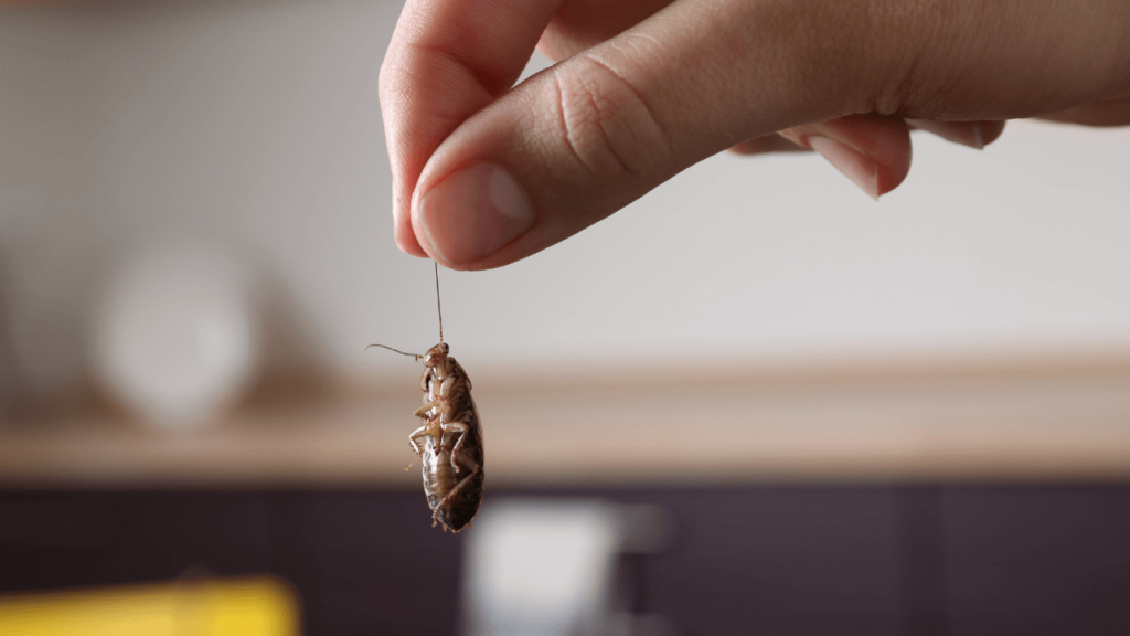 Best Pest Control Company in Myrtle Beach